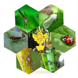 Garden House Plant Bug Insect Killer Moth Gnat Control Yellow Sticky Card Fruit Fly Glue Trap - Image 4
