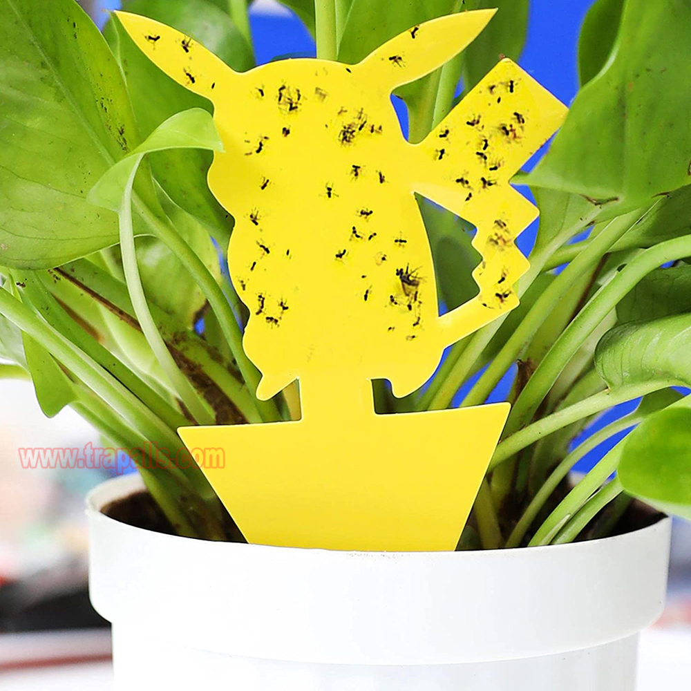 House Garden Plant Bug Fungus Gnat Insect Catcher Yellow Sticky Fruit Fly Glue Trap - Image 5