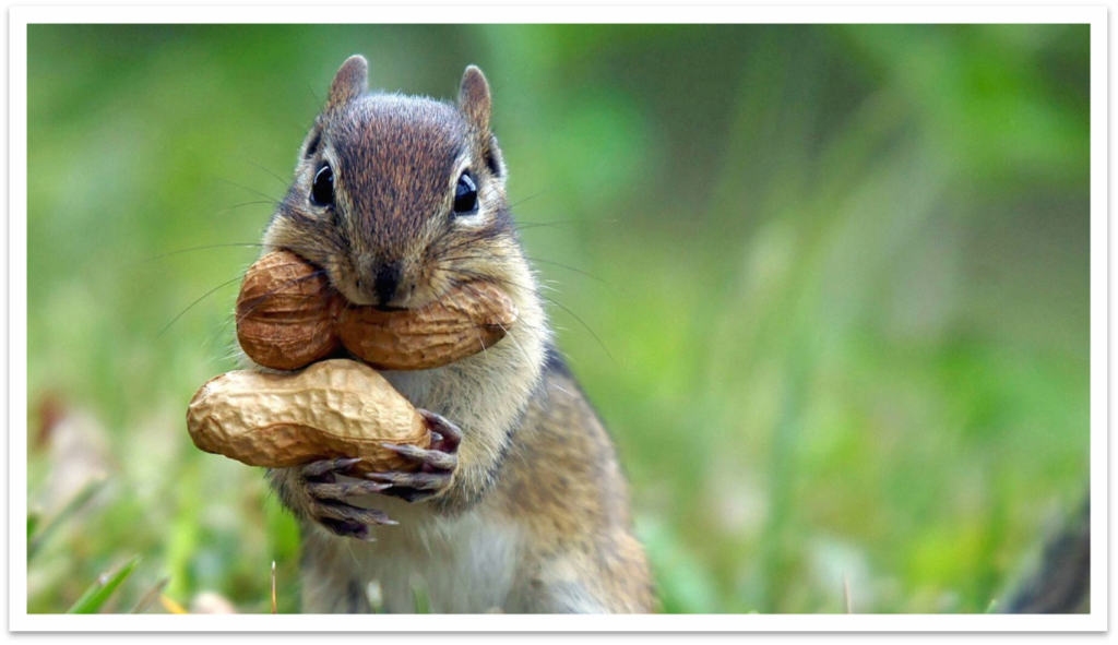 Homemade Chipmunk Trap - How To Kill Chipmunks