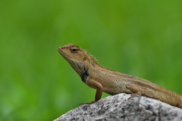 Interesting Facts About Lizards - Trapalls.com