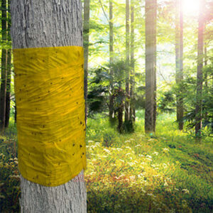 Trees Bug Red Spider Moth Sticky Glue Catcher Insect Killer Sticky Glue Tape Trap - Image 4