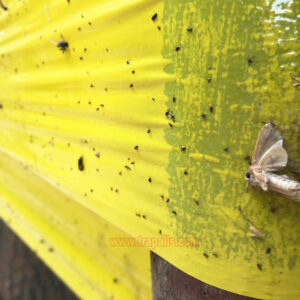 Trees Bug Red Spider Moth Sticky Glue Catcher Insect Killer Sticky Glue Tape Trap - Image 5