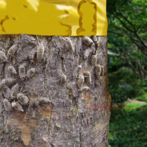 Trees Bug Red Spider Moth Sticky Glue Catcher Insect Killer Sticky Glue Tape Trap - Image 6