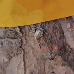 Trees Bug Red Spider Moth Sticky Glue Catcher Insect Killer Sticky Glue Tape Trap - Image 7