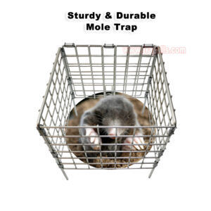 Outdoor Garden Metal Easy Set Safety Basket Gopher Killer Tool Vole Trap Protective Cage Mole Trap Cage - Image 5