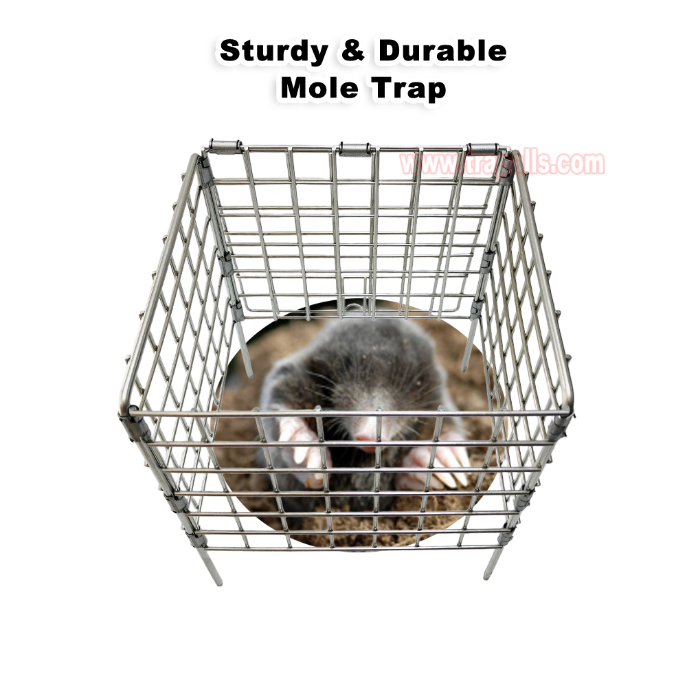 Outdoor Garden Metal Easy Set Safety Basket Gopher Killer Tool Vole Trap Protective Cage Mole Trap Cage - Image 5
