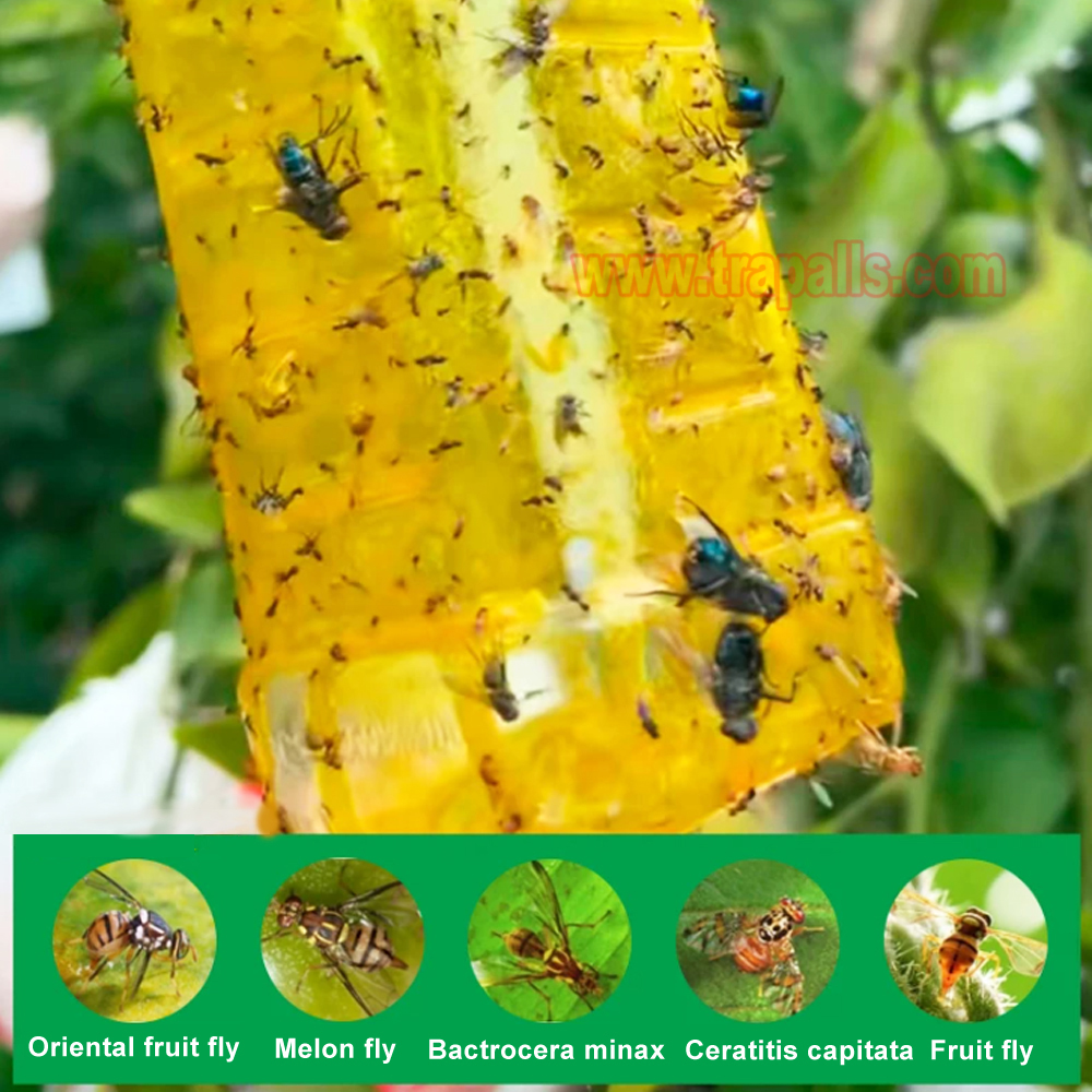 Garden Orchard Protection 850ml Fruit Fly Attractant Spray Sticky Melon Fruit Fly Trap - Image 13