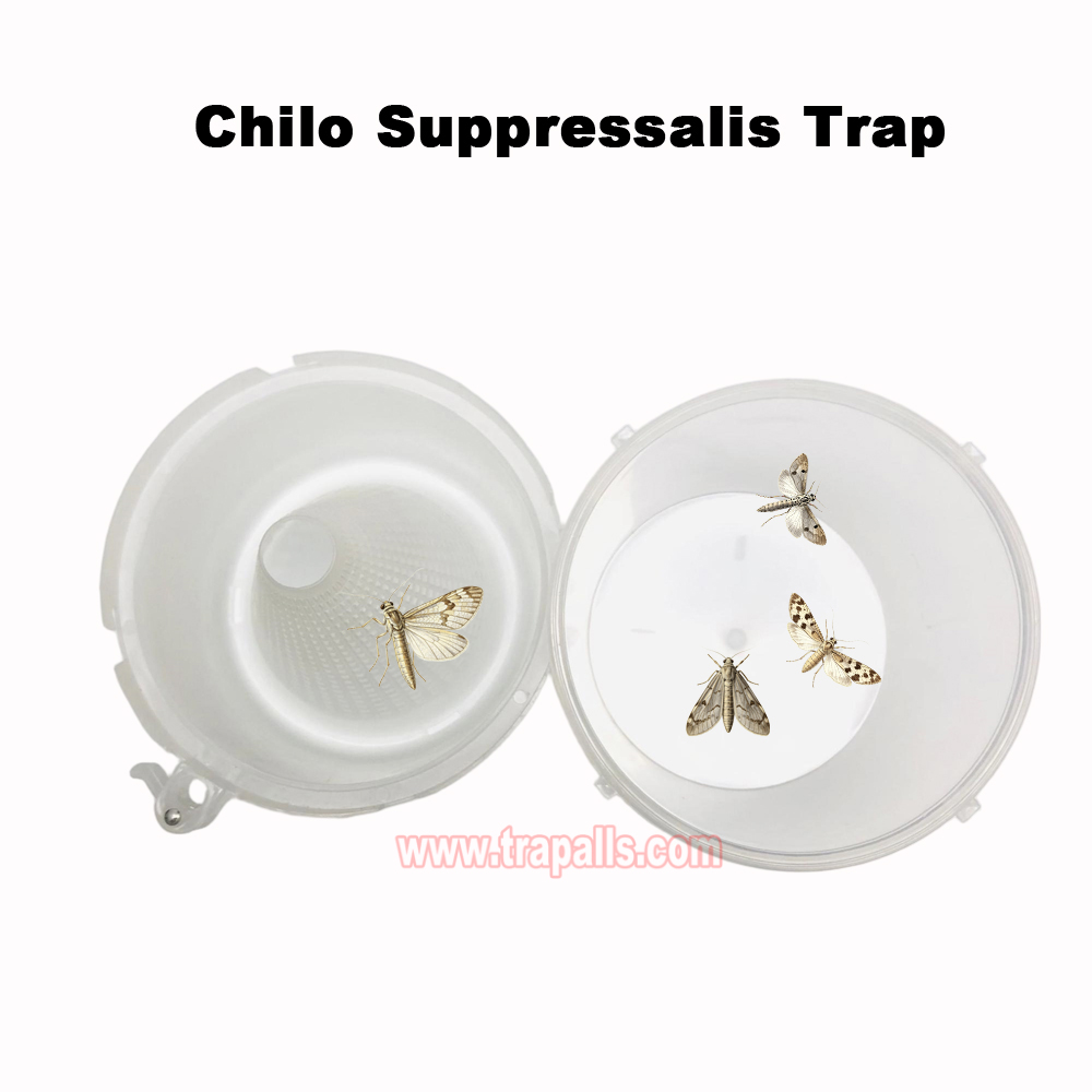 Organic Farming Pest Control for Paddy Field Bait Rice Stem Borer Trap Chilo Suppressalis Pheromone Lure Trap - Image 5