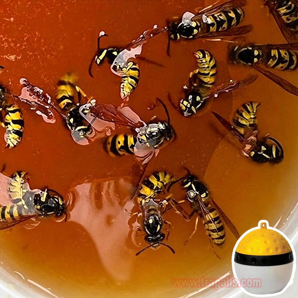Outdoor Garden Hanging Pest Trap Hornet Control Yellow Jacket Catcher Wasp Trap - Image 8