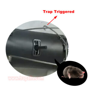 Garden Yard Heavy Duty Reusable Powerful Spring Quick Capture Rodent Control Vole Catcher Mole Tunnel Trap Mole Trap - Image 6