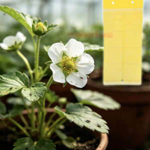 Greenhouse Orchard Double-Sided Waterproof Adhesive Aphid Trap Sticky Glue Pest Board Trap - Image 7