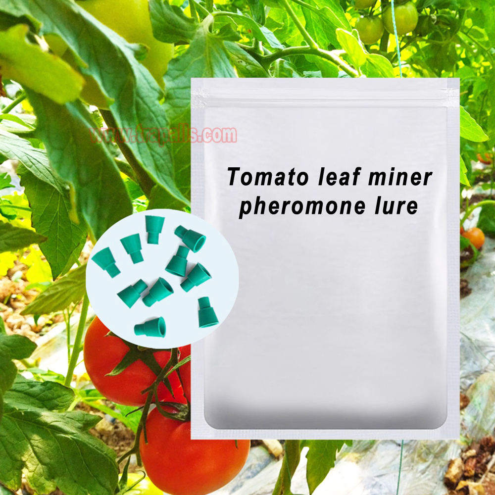 Organic Farming Compatible Rubber Stopper Slow-Release Dispenser for Tomato Leaf Miner Tuta Absoluta Pheromone Lure - Image 6