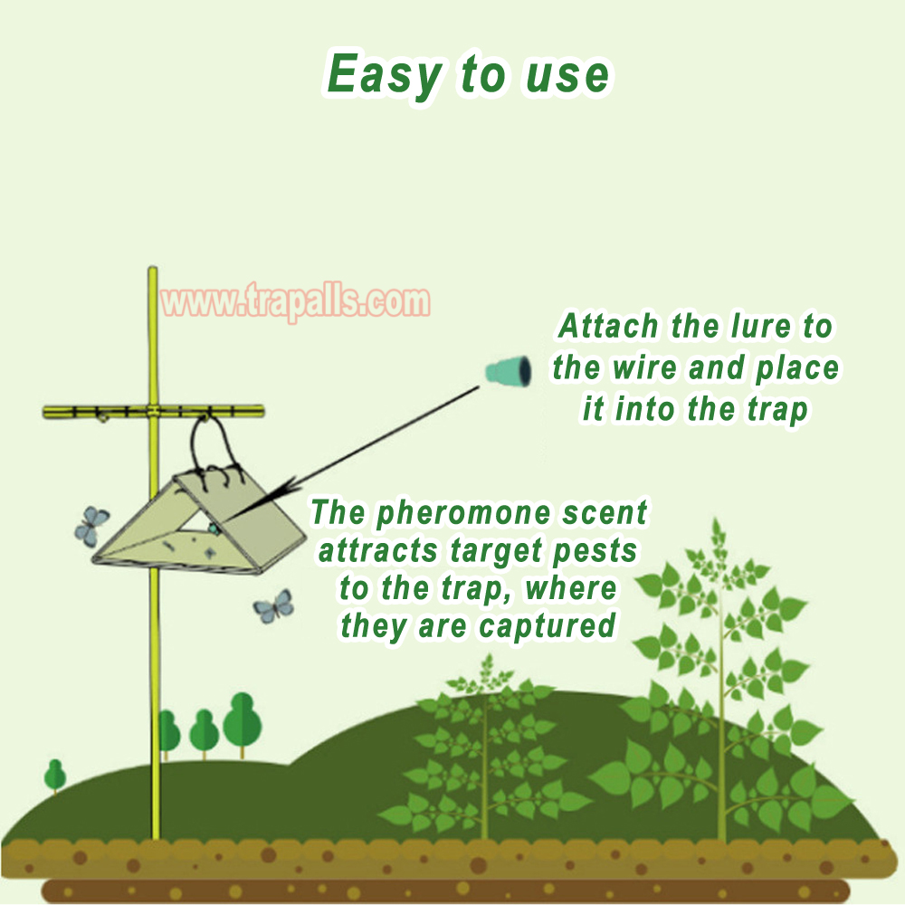 Organic Farming Compatible Rubber Stopper Slow-Release Dispenser for Tomato Leaf Miner Tuta Absoluta Pheromone Lure - Image 7
