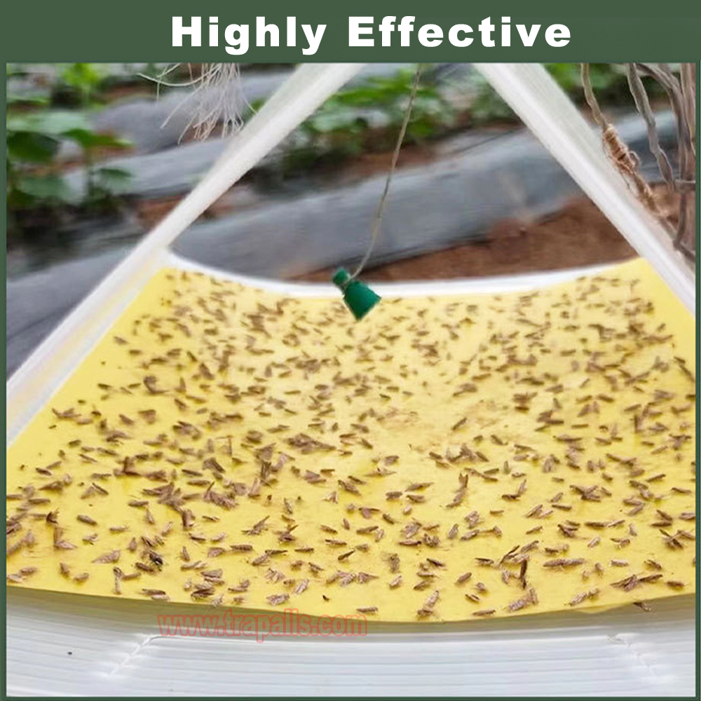Organic Farming Compatible Rubber Stopper Slow-Release Dispenser for Tomato Leaf Miner Tuta Absoluta Pheromone Lure - Image 8