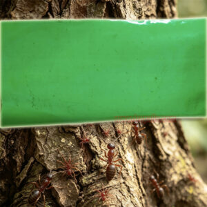 Orchard Protecting Tree External Adhesive Tree Insect Trap Tape Insect Barrier Tree Pest Tape - Image 8