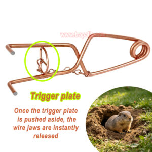 Outdoor Garden Underground Tunnel Sensitive Trigger Vole Control Gopher Catcher Chain Secured Trigger Mole Trap - Image 4