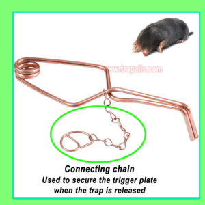 Outdoor Garden Underground Tunnel Sensitive Trigger Vole Control Gopher Catcher Chain Secured Trigger Mole Trap - Image 6