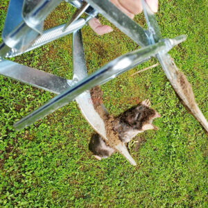 Outdoor Metal Galvanized Steel Vole Trap with Sensitive Trigger Gopher Catcher Spear Type Mole Trap - Image 15