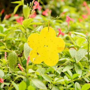Home Garden Insect Moth Gnat Control Dual-Sided Yellow Sticky Fruit Fly Glue Trap - Image 6
