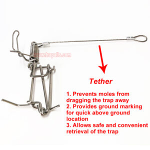 Outdoor Garden Stainless Steel Coil Spring Vole Kill Gopher Catcher Mole Trap with Tether - Image 5