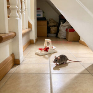 Indoor Humane Reusable Plastic Quick Catch Pest Control Mouse Snap Trap - Image 9